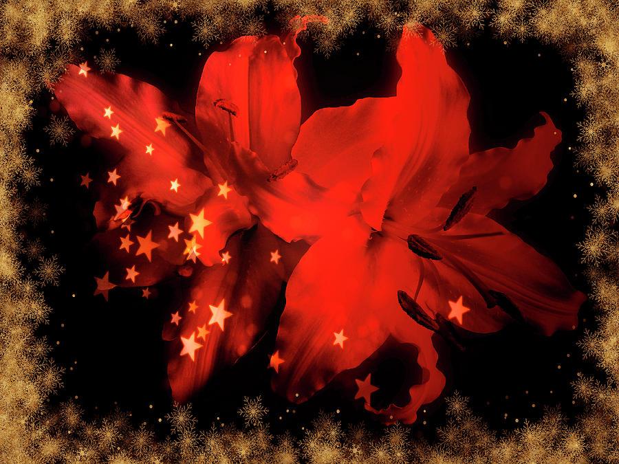 Red Lilies With Gold Snow 1 Photograph by Johanna Hurmerinta