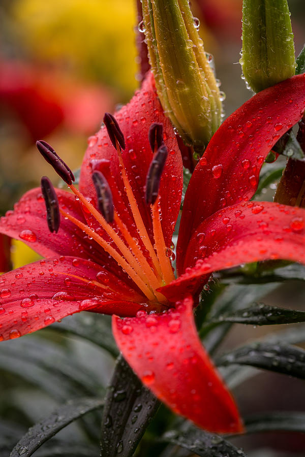 Lily Photograph - Red Lillium Asiatic by Dale Kincaid