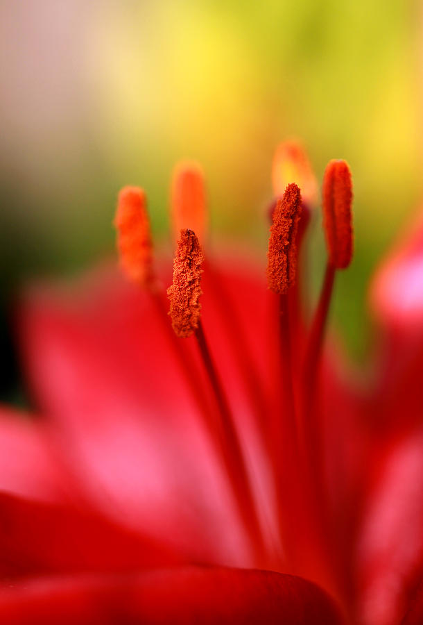 Easter Photograph - Red Lily Abstract One by Tony Ramos