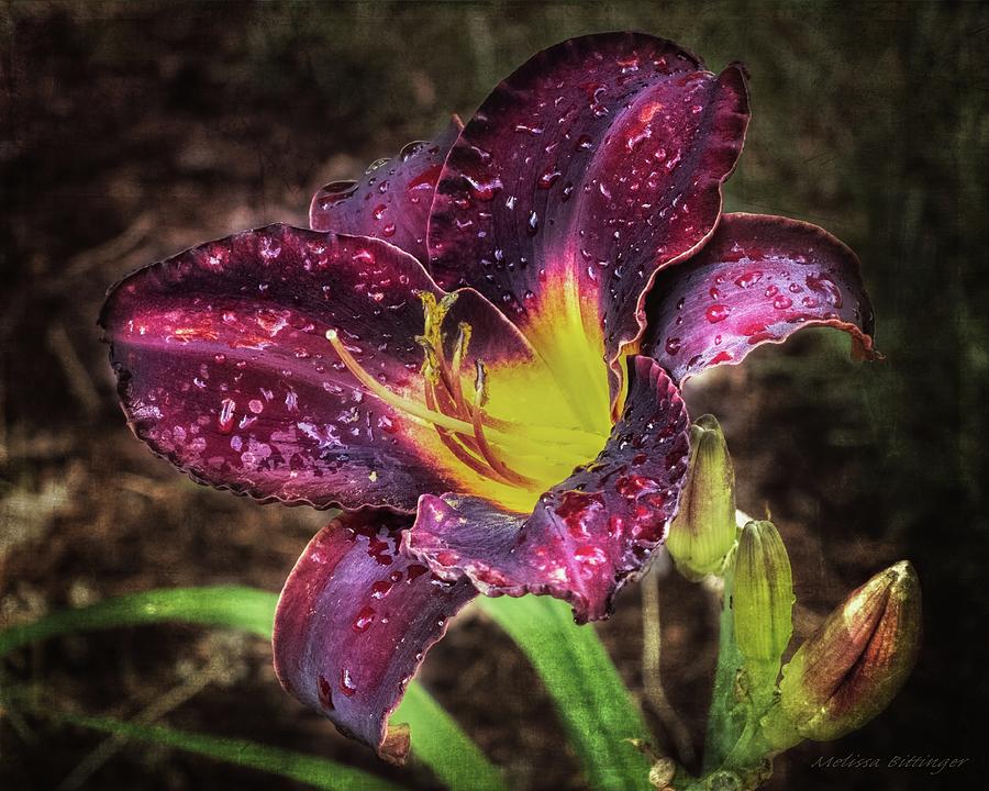 Red Lily and Raindrops Photograph by Melissa Bittinger