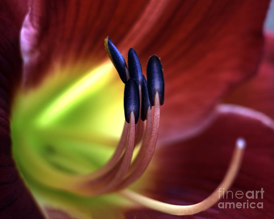 Red Lily Digital Art by Anthony Ellis
