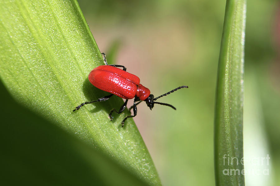 Red Lily Beetle Photograph by Julia Gavin