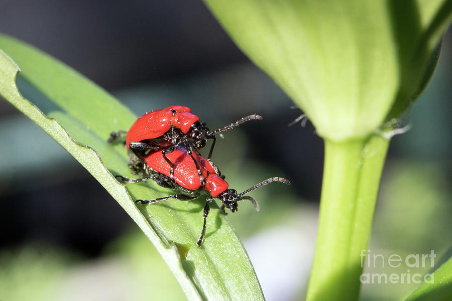 Red Lily Beetles Photograph by Julia Gavin