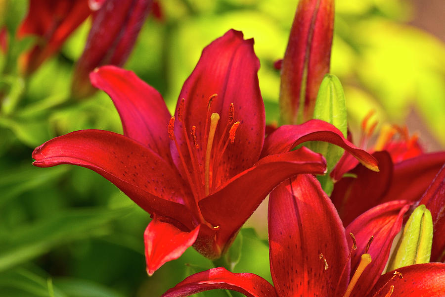 Red Lily Photograph by Bill Barber