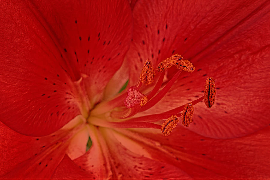 Lily Photograph - Red lily by Catherine Reading