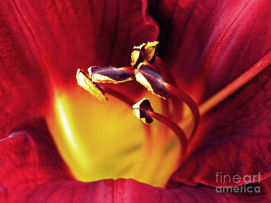 Lily Photograph - Red Lily Center 2 by Sarah Loft