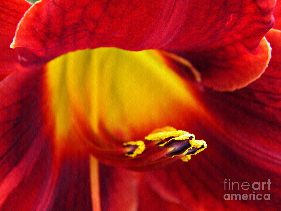 Lily Photograph - Red Lily Center 4 by Sarah Loft