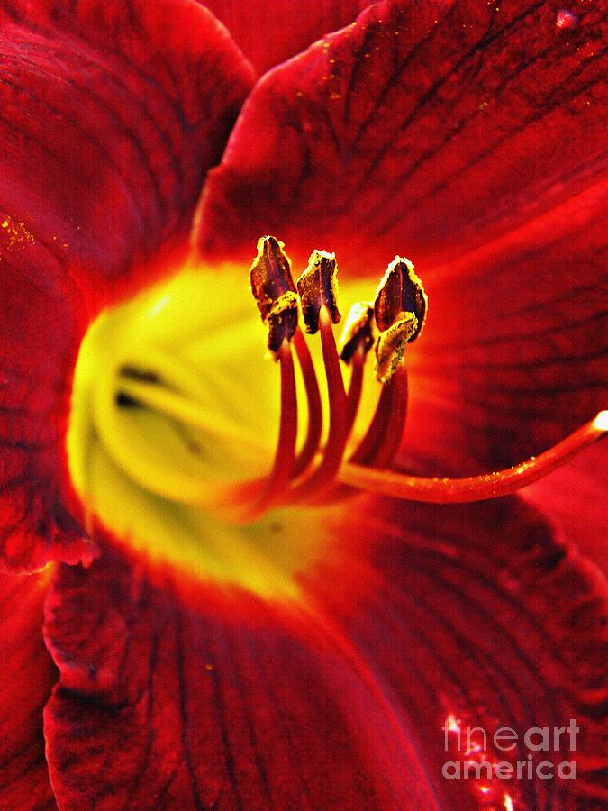 Lily Photograph - Red Lily Center by Sarah Loft