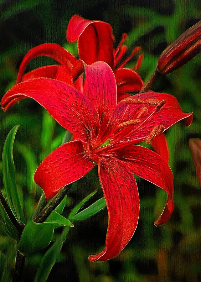Lily Digital Art - Red Lily by Charmaine Zoe