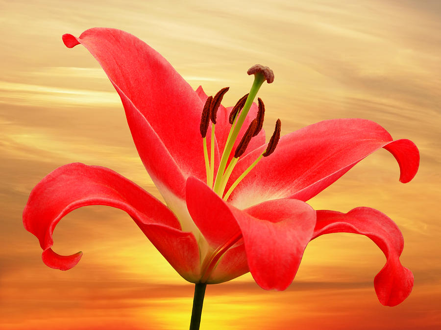 Red Lily Dawn Photograph by Gill Billington