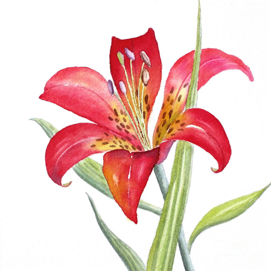 Red Lily Painting by Deborah Ronglien