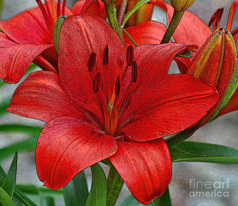 Red Lily Photograph by Diane E Berry