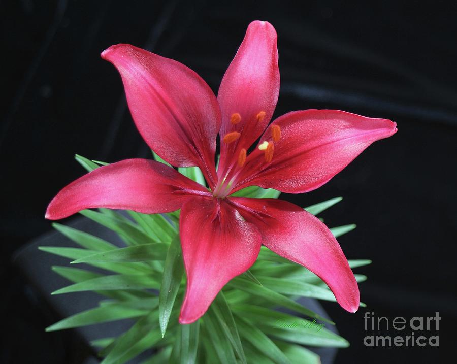 Red Lily Photograph by Dodie Ulery