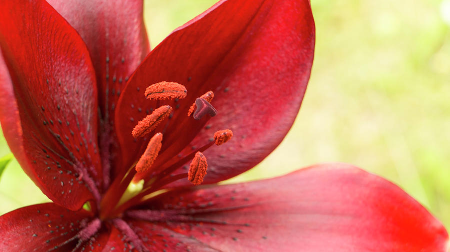 Red lily for wealth and prosperity. Photograph by Elena Perelman