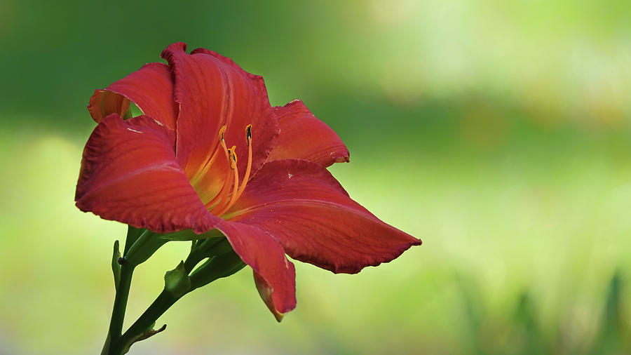 Red Lily Photograph by Jack Nevitt