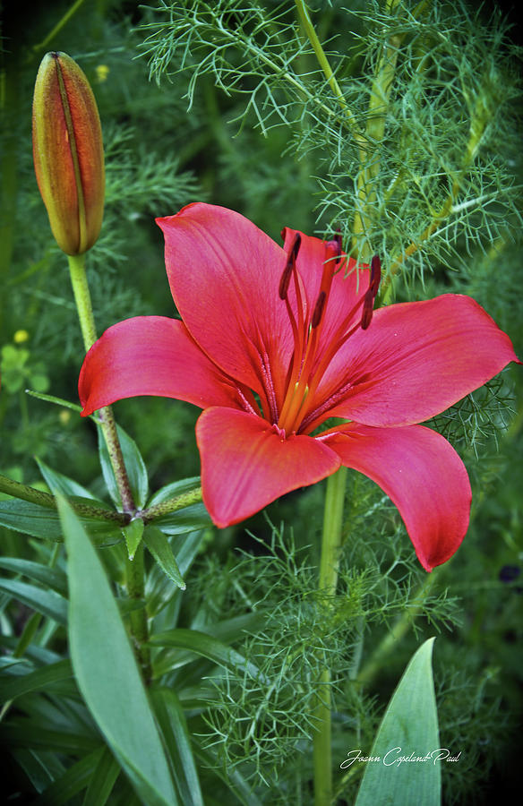 Red Lily Photograph by Joann Copeland-Paul