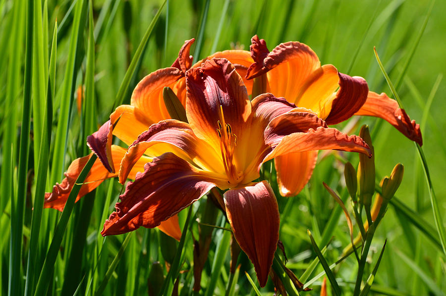 Red Lily Photograph by Lyle Crump