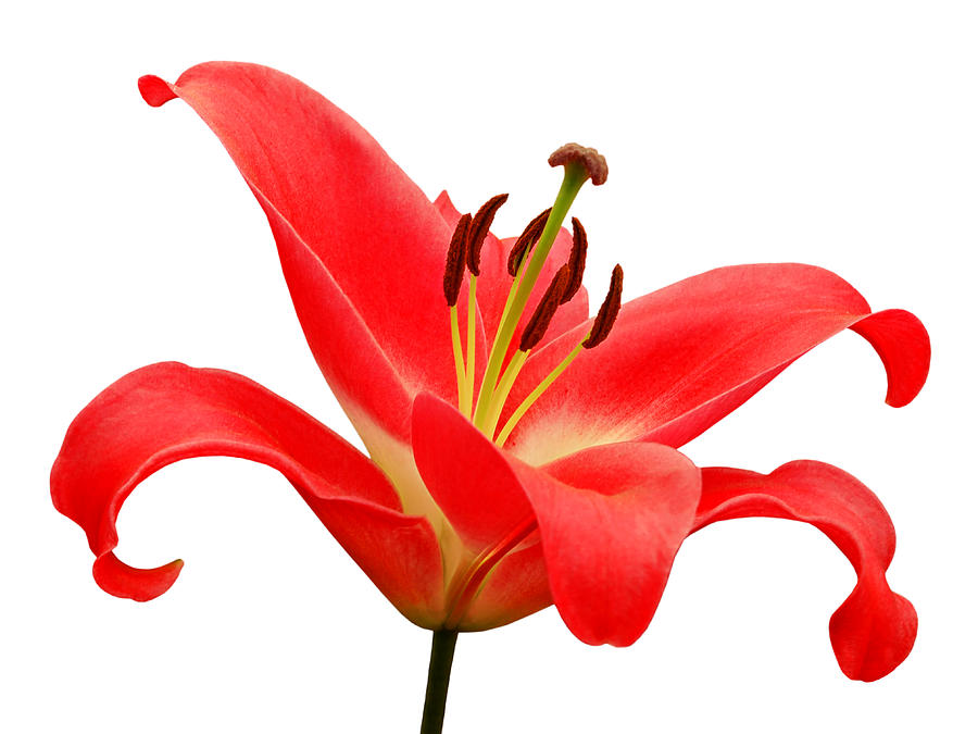 Red Lily On White Photograph by Gill Billington