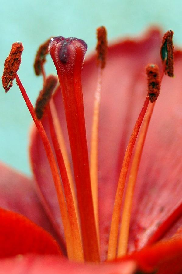 Red Lily Reach Photograph by Amy Fose