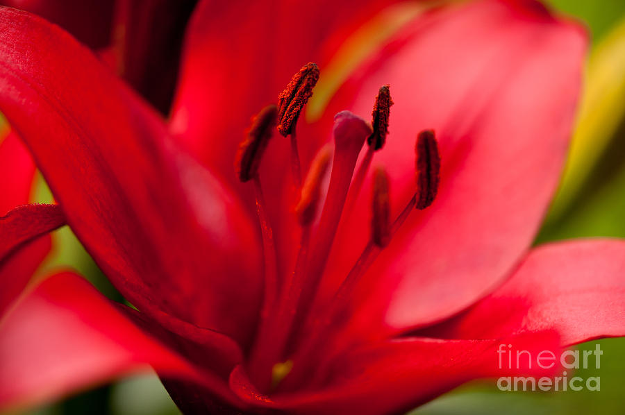 Red Lily stamens closeup Photograph by Arletta Cwalina