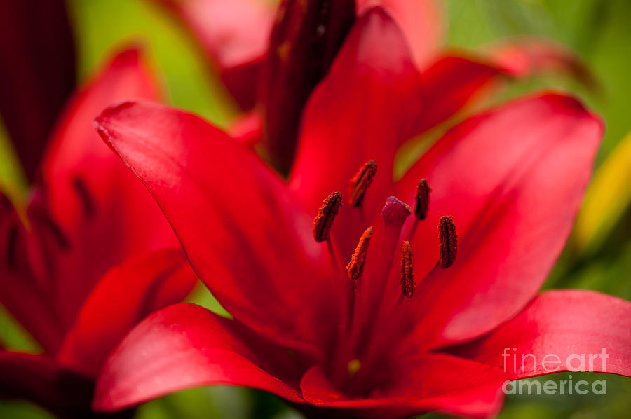 Red Lily stamens macro Photograph by Arletta Cwalina