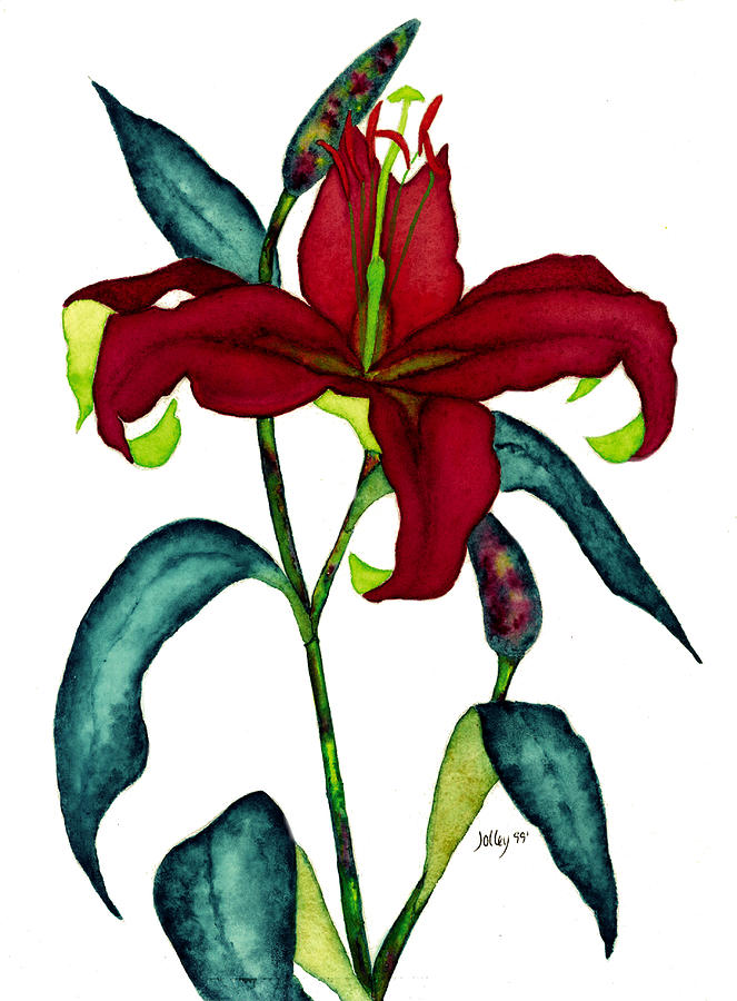 Watercolor Painting - Red Lily by Stephanie Jolley Watercolor Painting - Red Lily by Stephanie Jolley