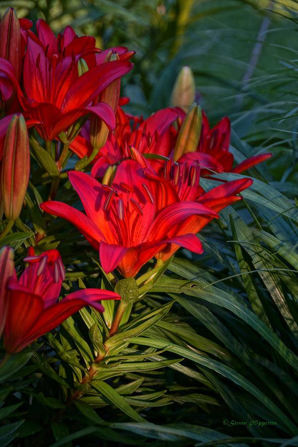 Red Lily Photograph by Steven Clipperton