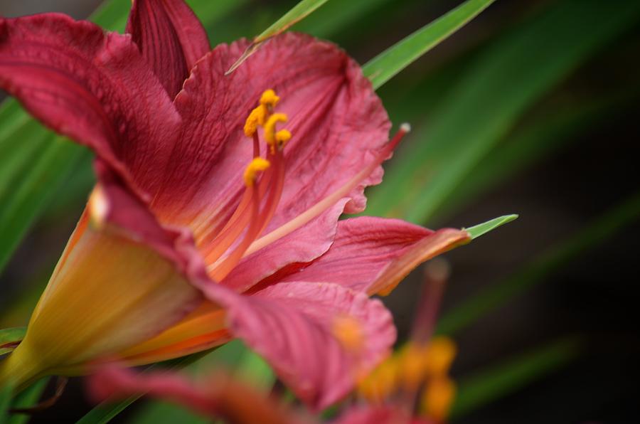 Red Lily Sway Photograph by Maria Urso