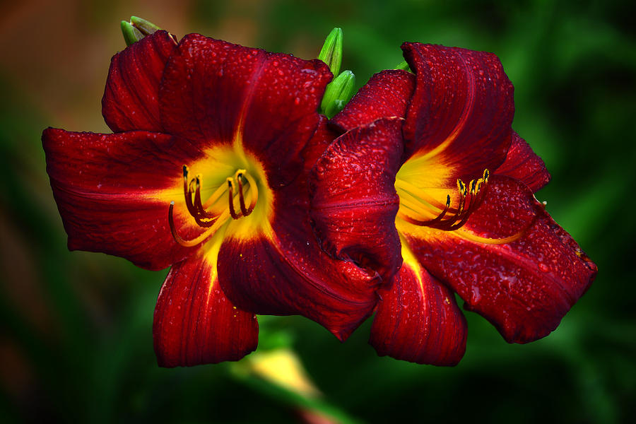 Red Lily Photograph by Walt Sterneman
