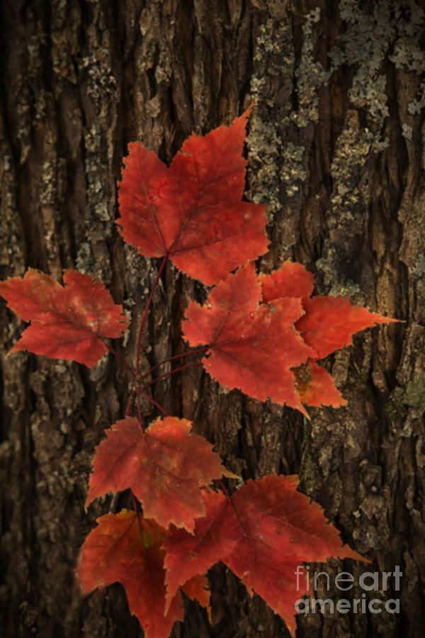 Fall Photograph - Red by Linda Blair