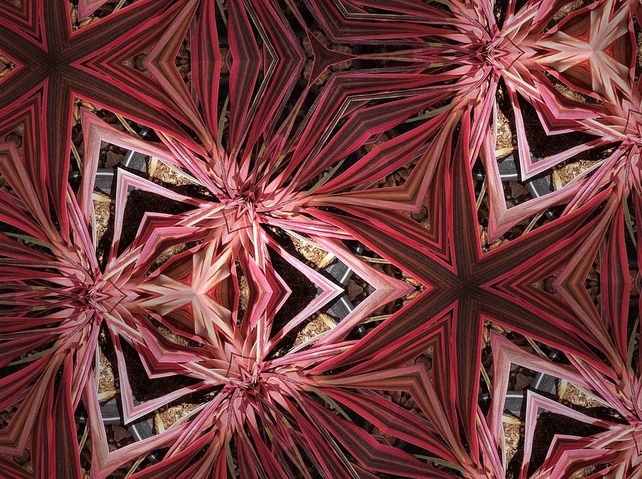 Leaves Photograph - Red Lines in Nature by Sylvan Adams Leaves Photograph - Red Lines in Nature by Sylvan Adams