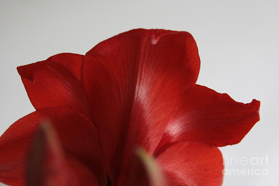 Red Lion Amaryllis Photograph by Robin Pedrero