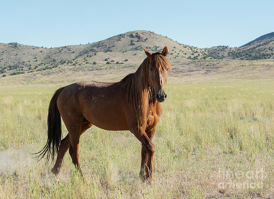 Nikon Photograph - Red Lion by Nicole Markmann Nelson Nikon Photograph - Red Lion by Nicole Markmann Nelson