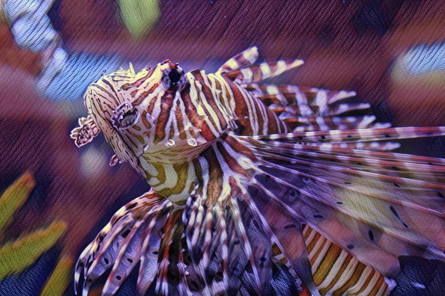 Red Lionfish Art Photograph