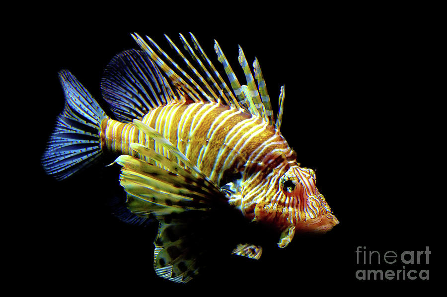 Red Lionfish Photograph