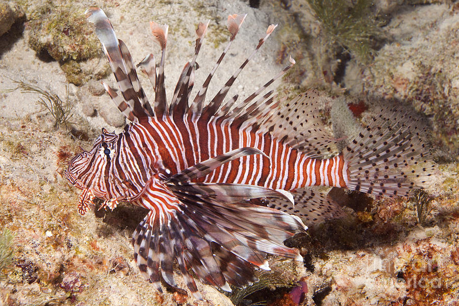 Red Lionfish - Pterois volitans  Photograph by Anthony Totah