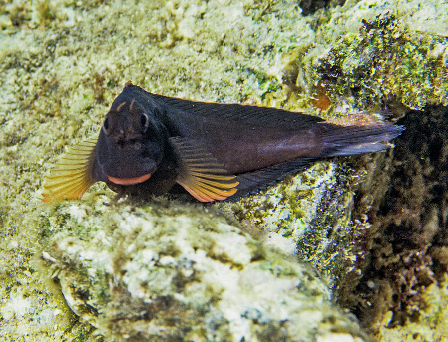 Red lipped Blenny 2 Photograph by Robert Wrenn - Pixels