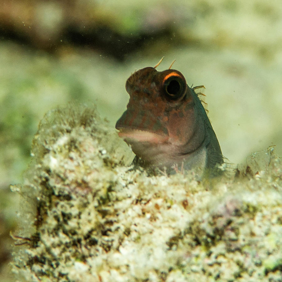 Red lipped Blenny Photograph by Robert Wrenn - Fine Art America