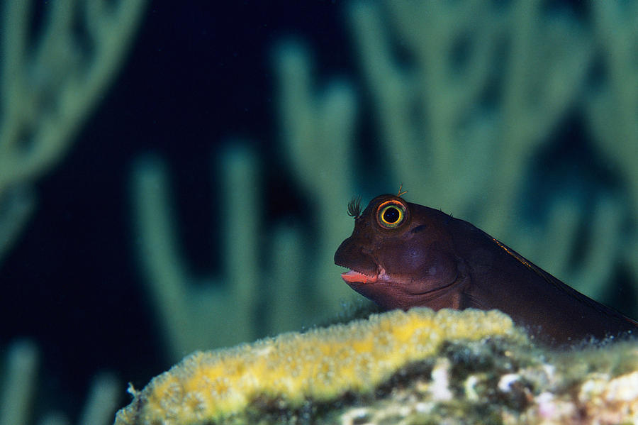 Red Lipped Blenny Photograph by Steven Dramstad