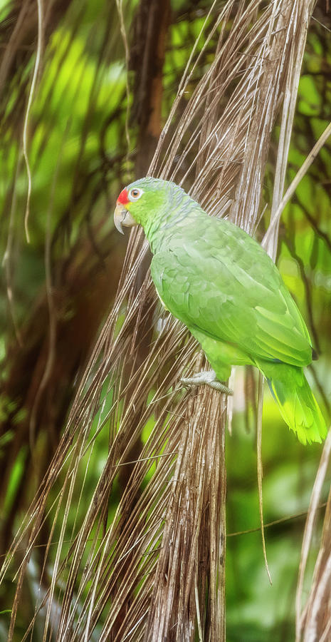 Parrot Photograph - Red-lored Parrot Costa Rica by Joan Carroll