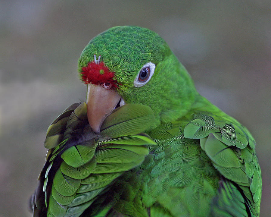 Red-lored Parrot Photograph by Larry Linton
