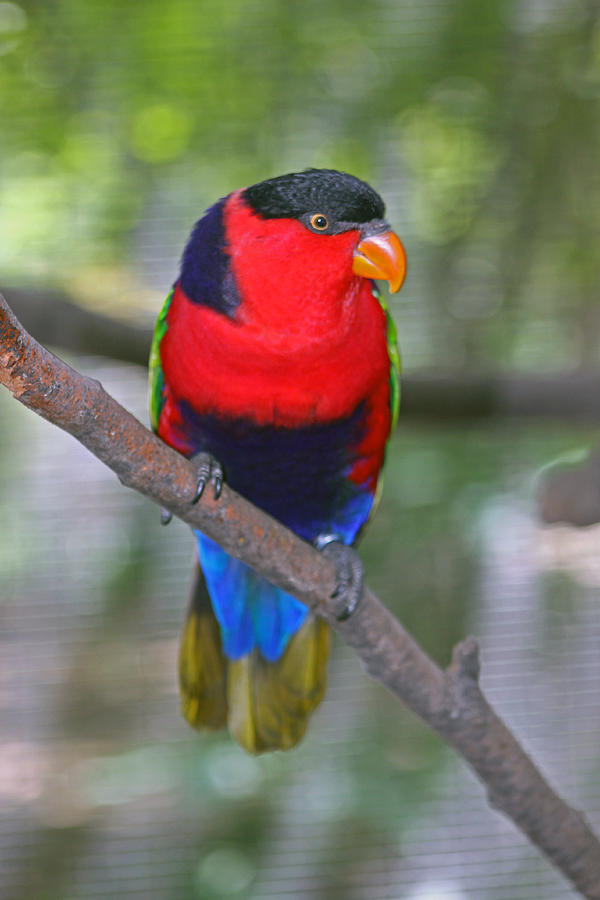 Red Lorikeet Photograph by Paul Slebodnick - Fine Art America