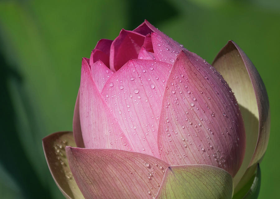 Red Lotus Blossom Photograph by Jack Nevitt