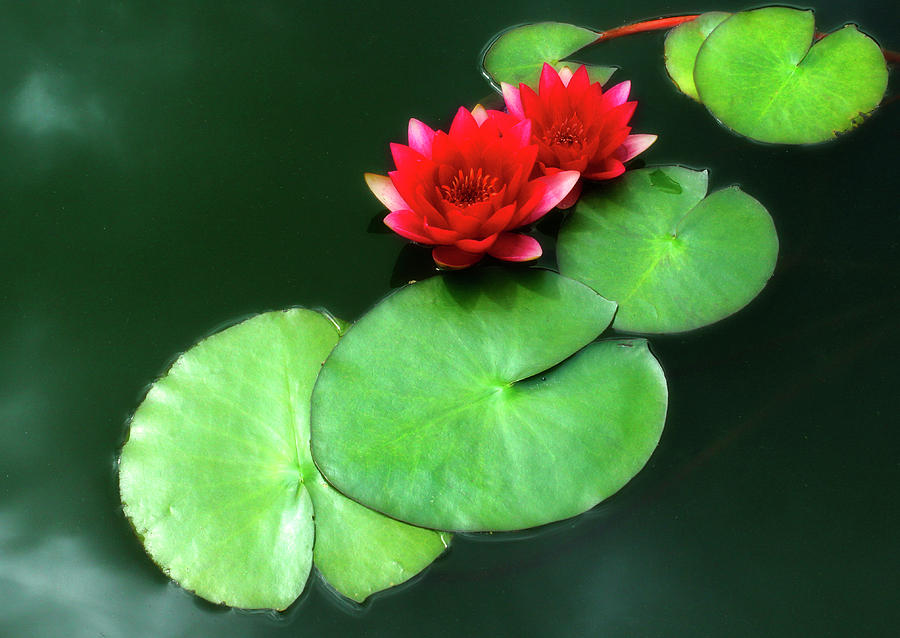Red Lotus Photograph by Cate Franklyn