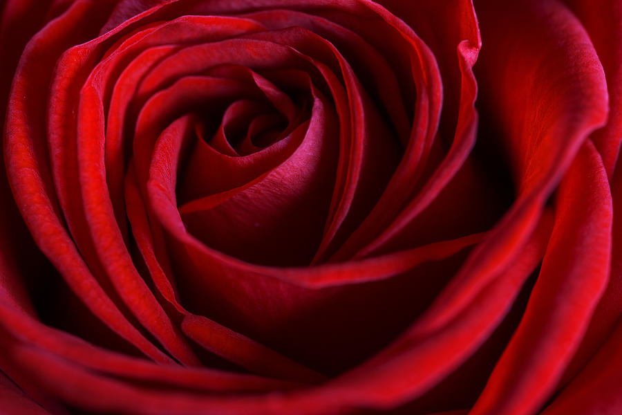 Red Love Photograph by Cindy Grundsten - Fine Art America