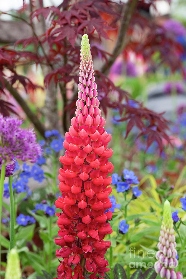 Flower Photograph - Red Lupin by Tim Gainey