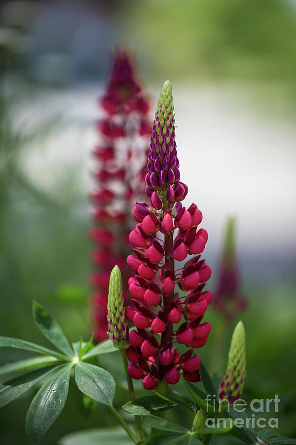 Red Lupins Photograph by Eva Lechner