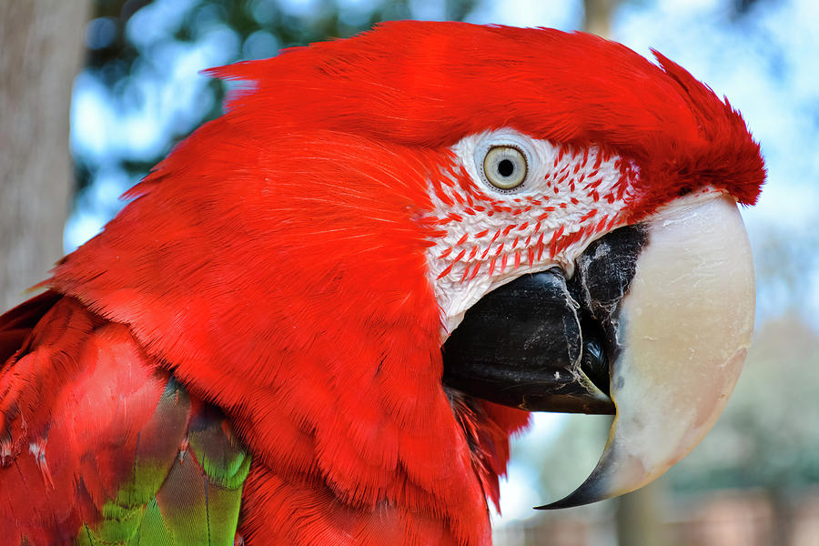 Red Macaw Photograph by Kyle Hanson