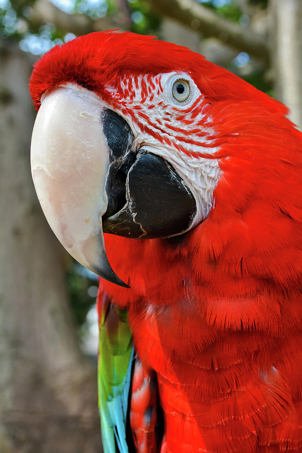 Red Macaw Portrait Photograph by Kyle Hanson