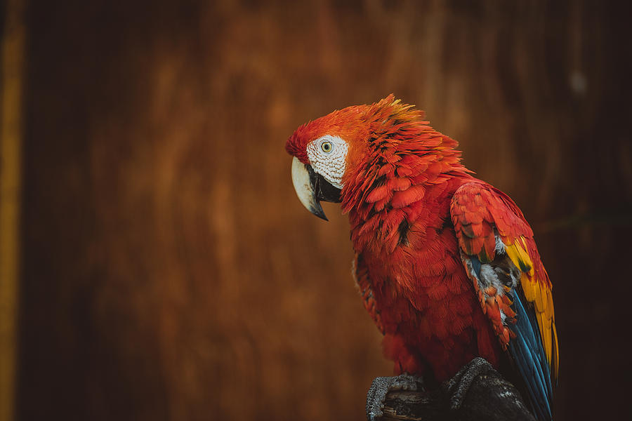 Up Movie Photograph - Red Macaw by Stanislav Kaplunov